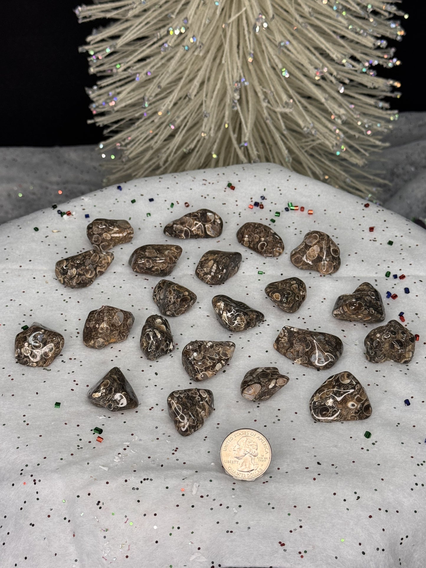 Turritella Agate Tumble