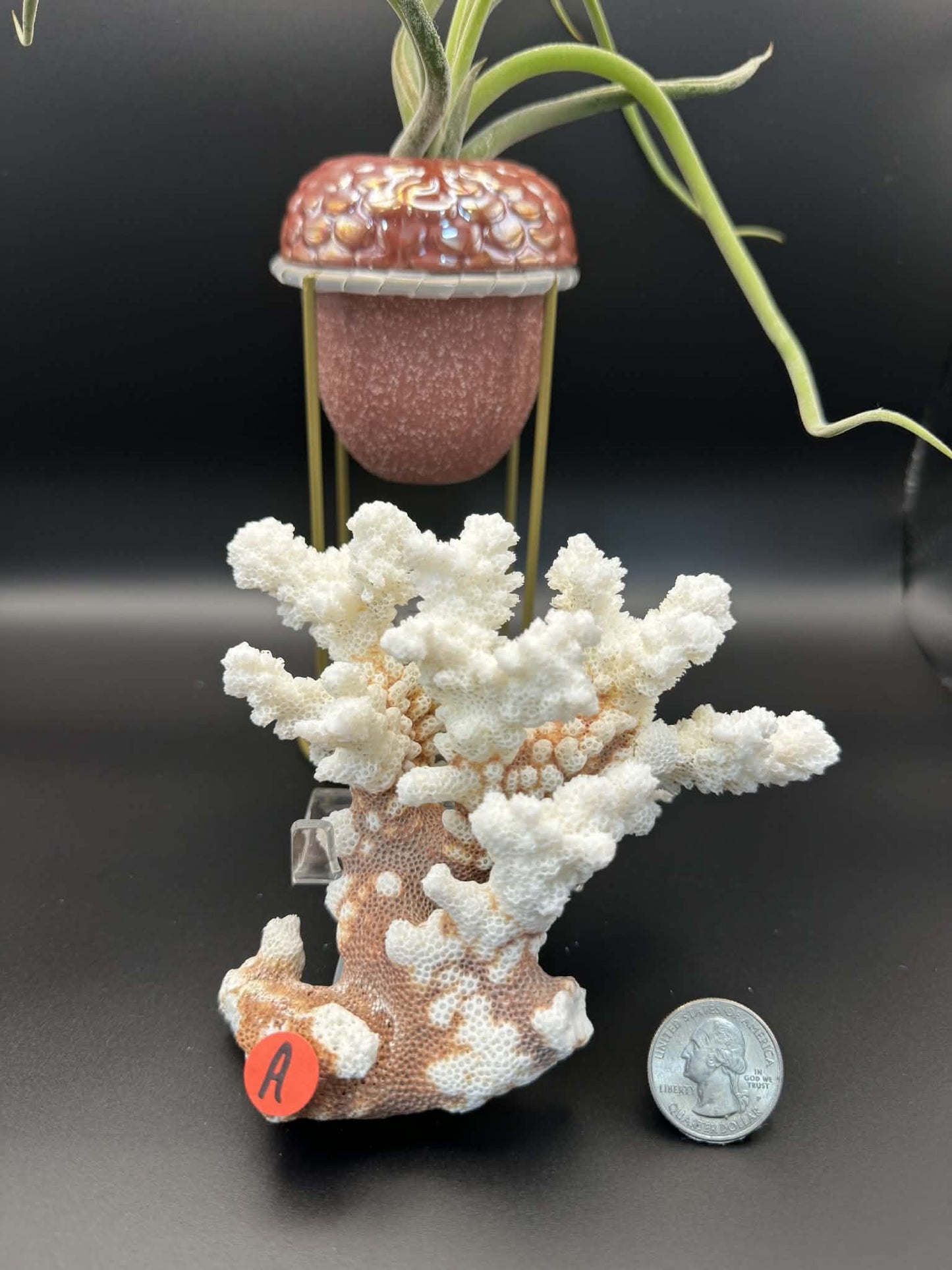 Fossilized Coral