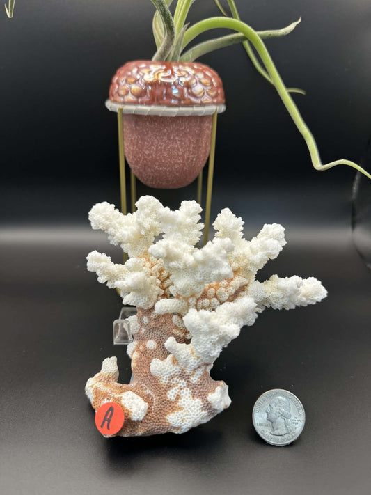 Fossilized Coral
