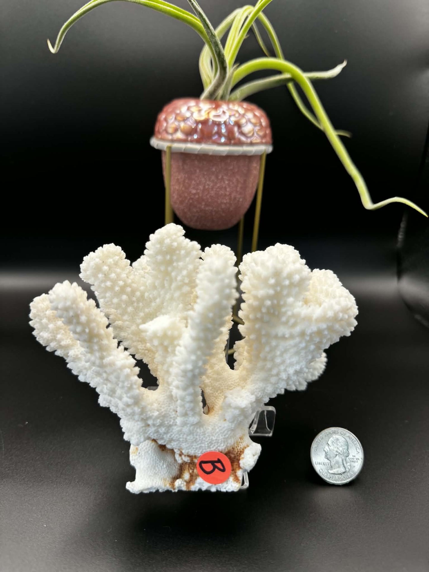 Fossilized Coral