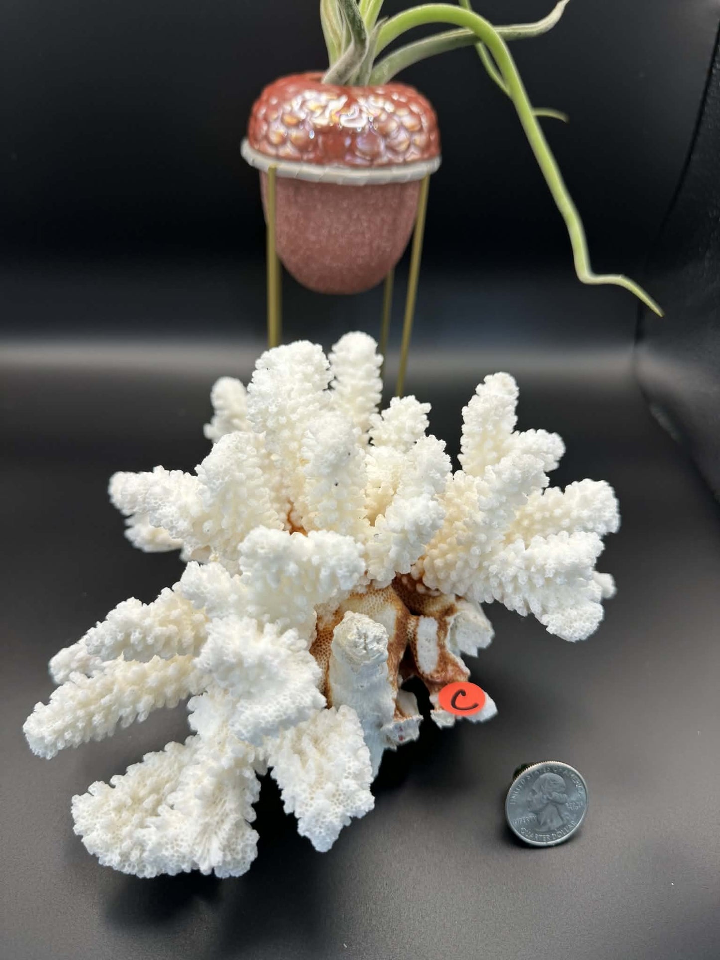 Fossilized Coral